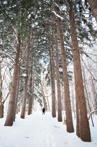 wintertrees