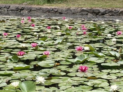 waterlilies